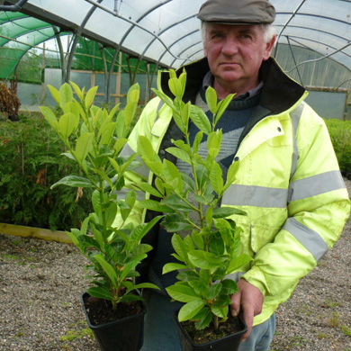 Pot Grown Hedging